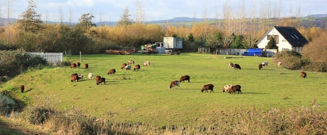 agricultural land and welsh sheep, Ruth's coastal walk