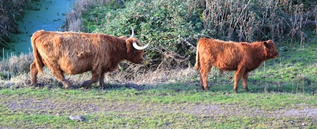  cattle with pointy horn, Ruth on Wales Coast Path