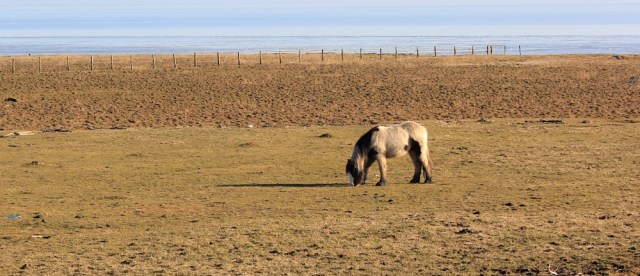 05 horses on the Wales Coast Path, Ruth walking towards Cardiff