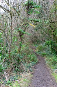 path through woods to Bulwarks Fort, Ruth walks the Wales Coast Path