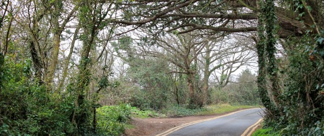b13 road walking towards Swanbridge, Ruth on the Wales Coast Path