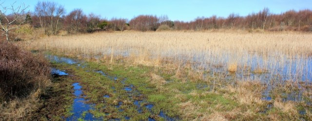 05 path disappears, Ruth walking through Kenfig Dunes