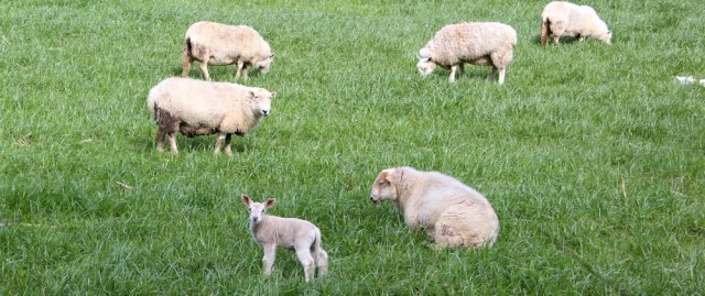 field of sheep and lamb, Ruth walking in Wales