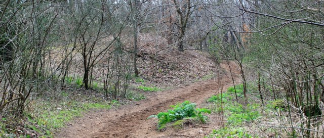 path through woods, Ruth in Merthyr Mawr