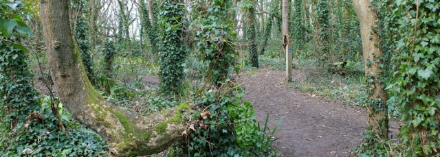 through woods, Ruth Livingstone