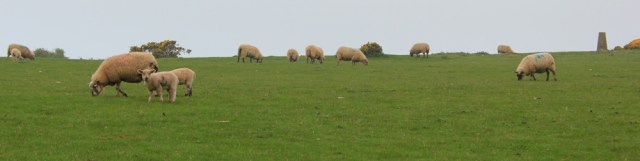 Welsh sheep, near Oxwich and trig point, Ruth hiking in Wales