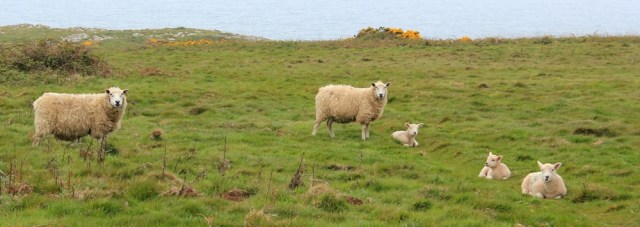 05 lambs, on the cliffs, Ruth walking the Gower peninsula