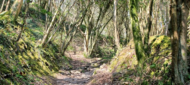 woods, Pwlldu Bay, Ruth walking the Wales Coastal path
