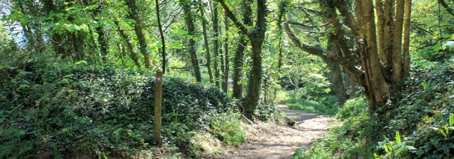  through Nicholaston Woods, Ruth following Wales Coast Path, Gower