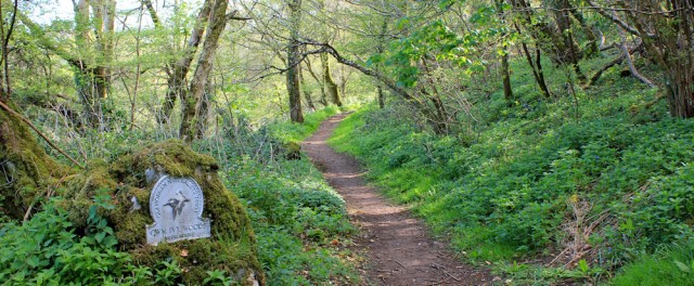 03 Cwm Ivy Woods, Ruth walking the Gower Coast, Llanmadoc