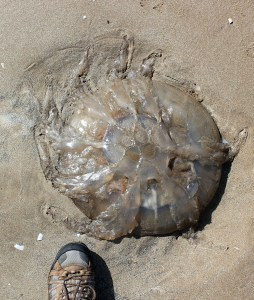 giant jellyfish, washed up on Pembrey Beach, Ruth Livingstone