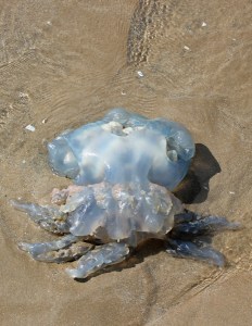 05 another giant jellyfish, Ruth Livingstone in Wales