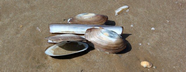 06 shells on beach, Ruth walking in Wales