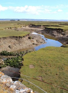 healthy marsh, The Groose, Ruth hiking in Gower