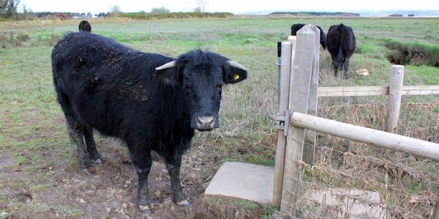 08 cow guarding the gate, Ruth trekking in Gower