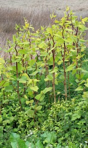 Japanese Knotweed, Ruth Livingstone in Pen-Clawdd