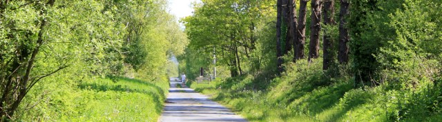 long, straight tracks, Ruth hiking through Pembrey Forest
