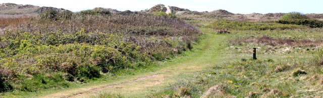 13 back through Llangennith Burrows, Ruth hiking around the Gower coast