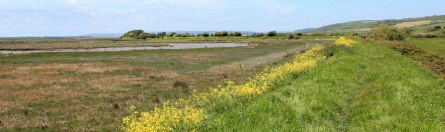 footpath near Kidwelly, Ruth walking the Welsh Coast