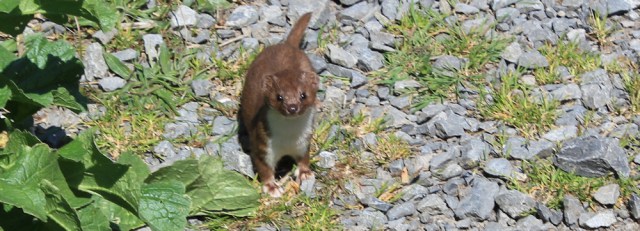 giving me the evil eye