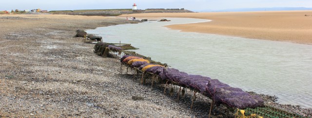 a08 racks of mussells, Pebrey Burrows, Ruth walking the Wales Coast Path