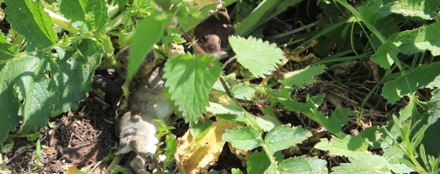 dragging away the bunny