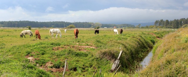 a21 past horses, Ruth walking to Pembrey