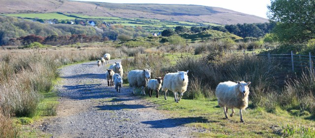x12 sheep on track, Whiteford Nature Reserve, Ruth walking in Gower