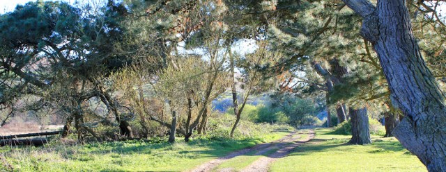 x14 track through mature trees, Whiteford Nature Reserve, Ruth walking in the Gower