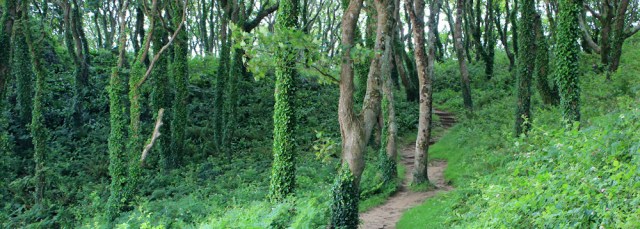 03 wooded slope up to Stackpole Head, Ruth walking in Wales