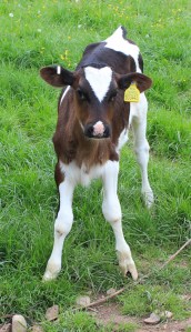baby calf number one, Ruth Livingstone walking through Wales