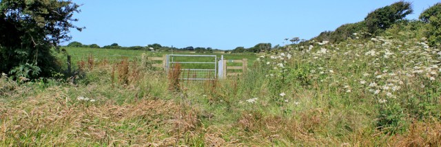 08 overgrown field, Ruth hiking near Castlemartin
