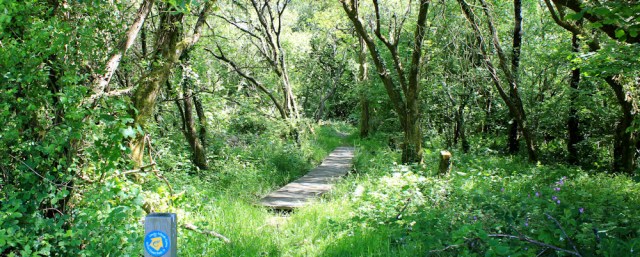  woodland, Ruth hiking along the Wales Coast Path to Laugharne