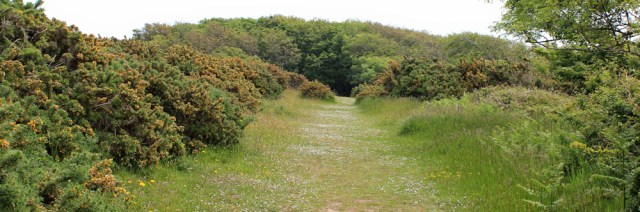 09 Lydstep Point, Ruth walking through gorse