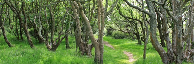 10 Lydstep Point, Ruth walking through trees