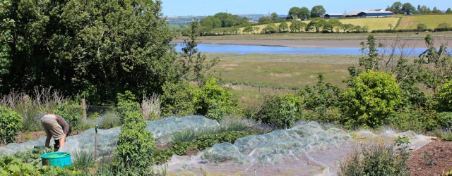 gardener at Delacorse, Ruth walking down the Taf estuary
