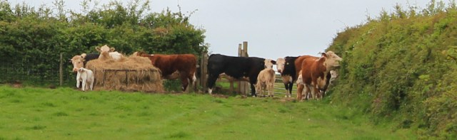 12 Cows with calves guarding stile, Ruth in Wales