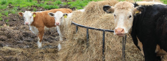 13 long way round, Ruth avoiding cattle
