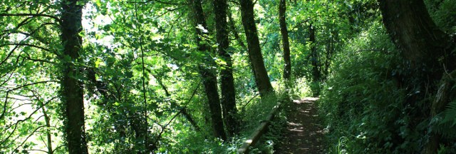 woodland walk, Ruth in Wales, Laugharne