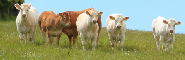 18 beautiful cows, Mwche, Ruth walking in Wales