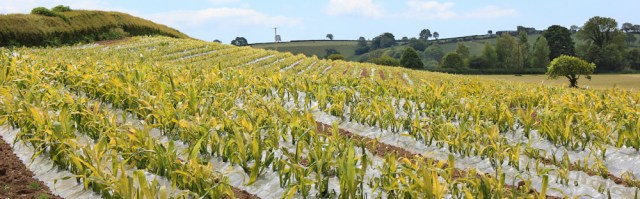 20 plants growing through plastic, Ruth in Carmarthenshire