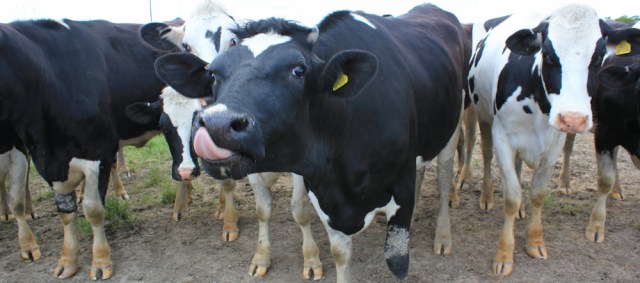 22 not so friendly cows, Ruth hiking in Wales