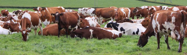 24 wall to wall cows, Ruth lost on Wales Coast Path