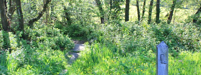 a09 path through woods, Ruth walking in Carmarthenshire
