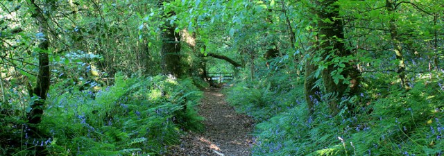 a10 bluebells in woods, Ruth walking the Wales Coast Path