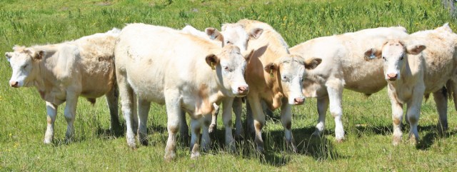 lovely bullocks, Ruth on her coastal walk
