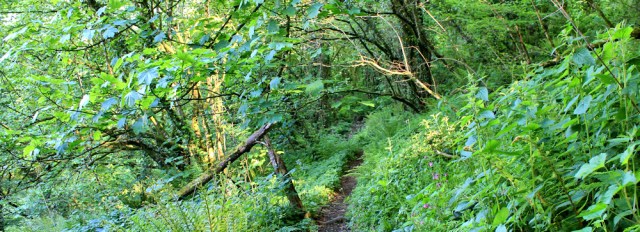 a12 more woods, Coast Path near Llangain, Ruth Livingstone