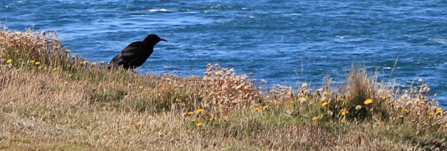 03 chough, Ruth on Marloes Peninsula, hiking