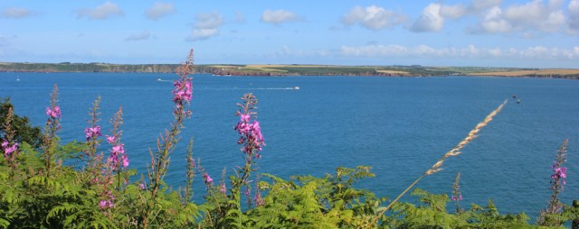 overgrown path, Angle, Ruth walking towards Milford Haven