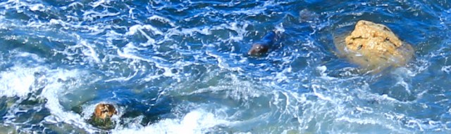 05 seal in cove, Ruth hiking Marloes pensinsula